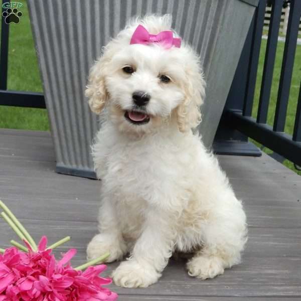 Scarlet, Cockapoo Puppy